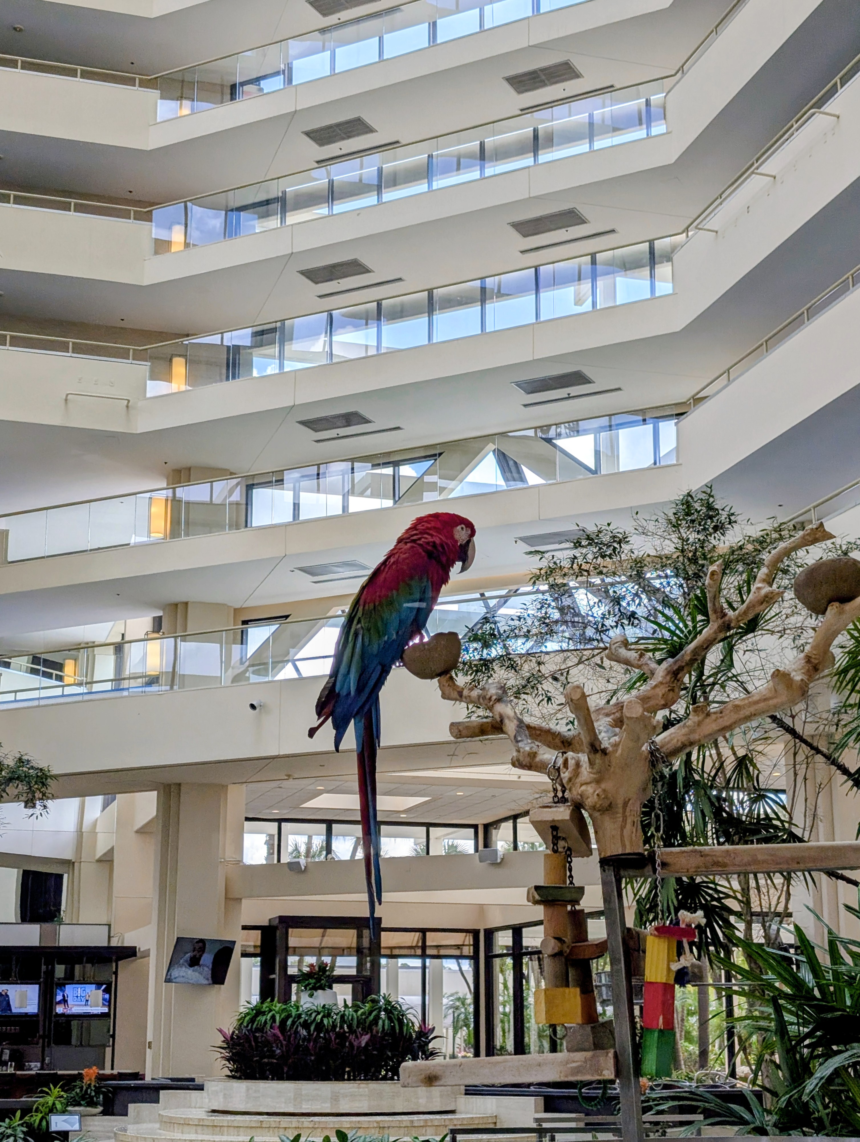 Hyatt Regency Resident Parrot